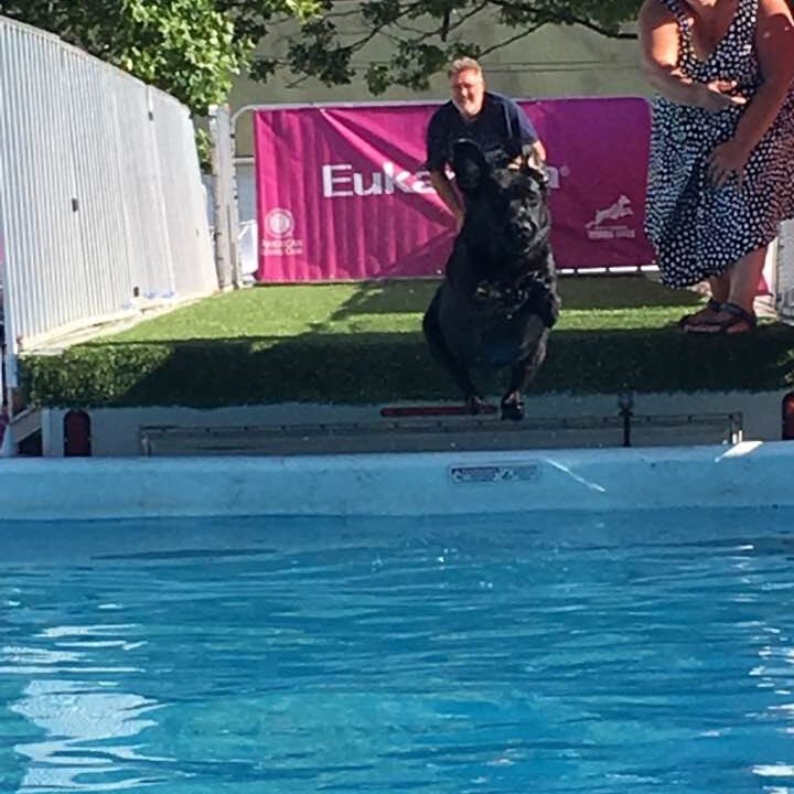 More black dog dock diving